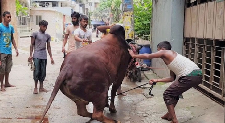 গরুর লাথি-গুঁতা খেয়ে আহত ৮০