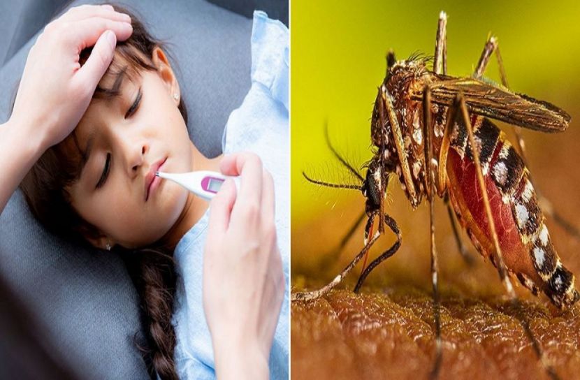 ২০২৫ সালে ডেঙ্গু পরিস্থিতি: উদ্বেগজনকভাবে বেড়েছে সংক্রমণ ও মৃত্যু